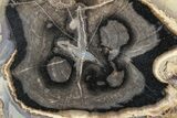 Petrified Wood (Schinoxylon) End-Cut - Blue Forest, Wyoming #362456-1